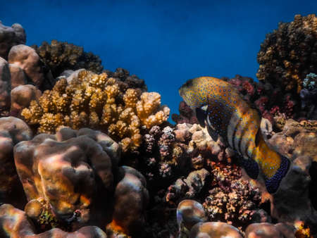 blue spotted grouper between colorful corals while diving on vacation