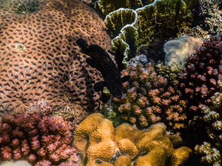 blue spotted grouper between colorful corals in egyptの写真素材