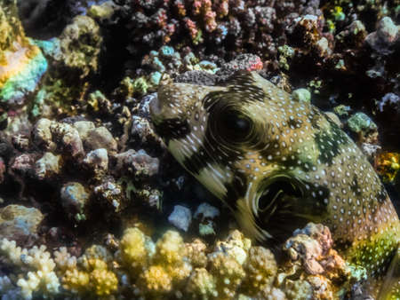 white spotted puffer fish lies between corals on the seabed in egyptの写真素材