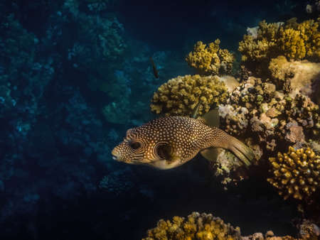 white spotted puffer fish swims in a cave in the red sea in egyptの写真素材