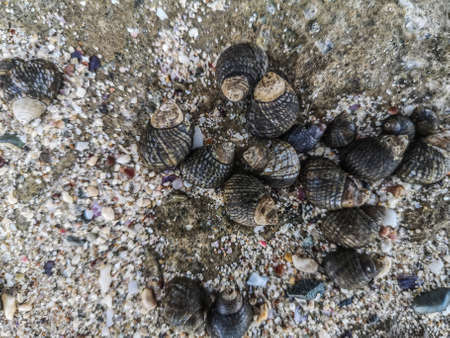 little seashell on the beach in egypt on vacation in the summer