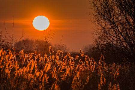 glowing reed while warm sunset in the summer and natureの写真素材