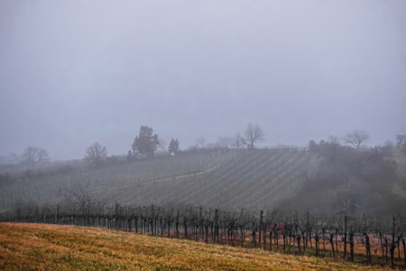 dense fog and hills with trees and grapevines in the winterの写真素材