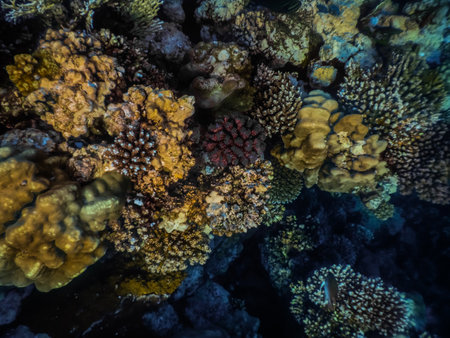 colorful corals in a nature reserve from the red sea while divingの写真素材