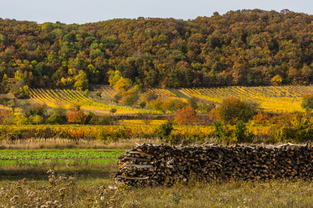 stacked wood on a meadow between vineyards in the autumn landscapeの写真素材