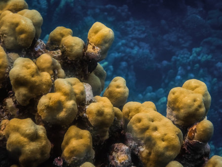 yellow spherical corals in the red sea detail viewの写真素材