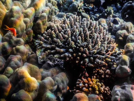 beautiful little coral on the sea bottom in egypt in a nature reserveの写真素材