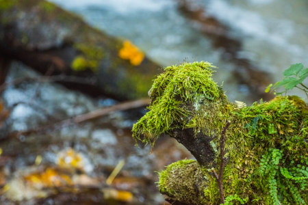 green moss on a tree trunk and water from a brook