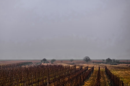 lake landscape with trees vineyards and dense ground fog in autumnの写真素材