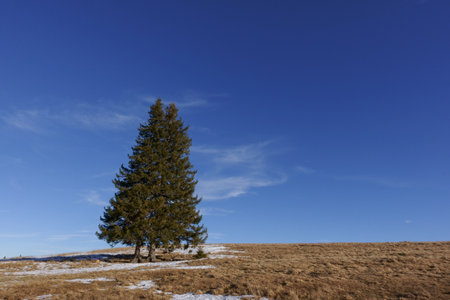 two pinetrees in the wide landscpae with blue sky in the springの写真素材