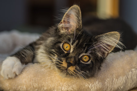 dear little wildcat lies on a cushion an looks cheeky in the cameraの写真素材