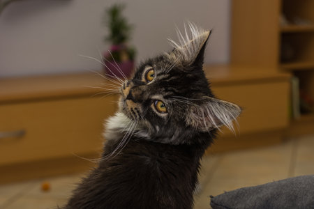 dear little wildcat sits then turns and looksの写真素材