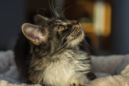 dear little wildcat lies and looks up on a cushionの写真素材