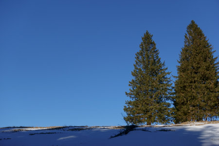 two pinetrees and deep blue sky while hiking in the snow in winterの写真素材