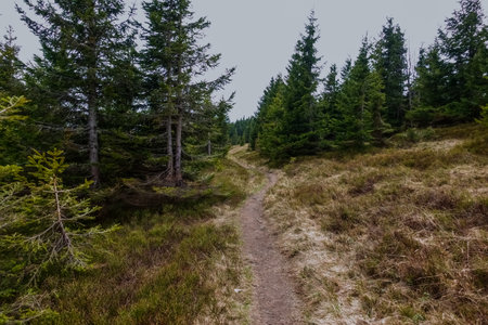 narrow path while hiking in the mountains through pine trees