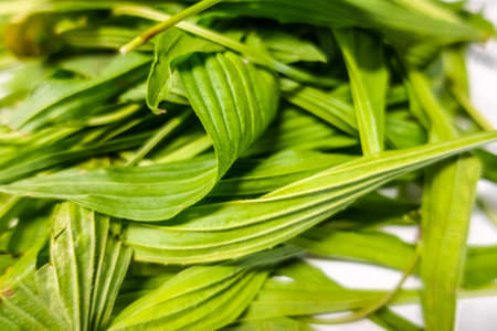fresh ribwort in spring detail view