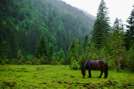 dark brown horse eats on a green meadow in the mountains after rainの写真素材