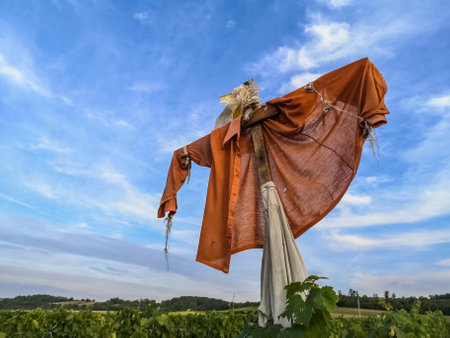 colorful scarecrow on a vineyard with blue sky in the natureの写真素材