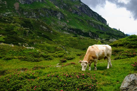 single cow in the sun on a green meadow while hiking in the mountains