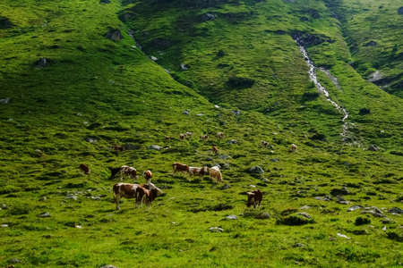 cows on a green meadow with a little brook while hiking