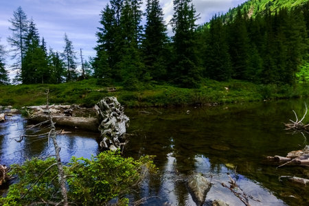 old white gnarled tree in the water from a mountain lake with many green trees
