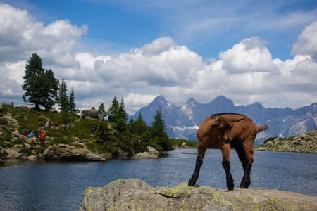 mountain goat stands on a rock from a mountain lake and turns around while hiking