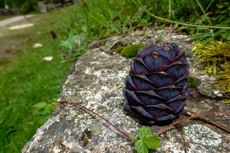 large fresh stone pine on a rock in the sun and summer