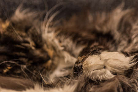 fluffy sleeping maine coon cat with soft paws detail view