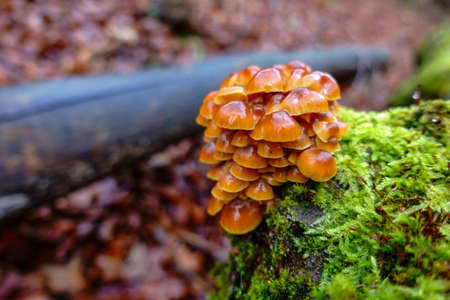 orange velvet stem winter mushroom on a trunk with green moss