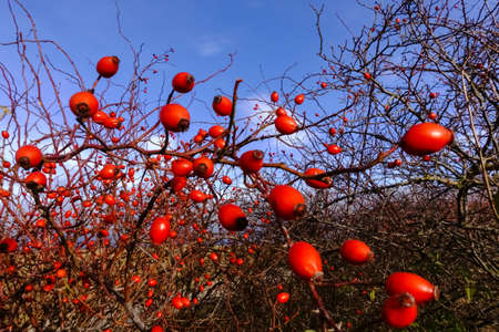 many fresh healthy rosehips on a shrub with blue skyの写真素材