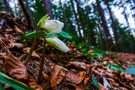 fresh snow rose in the forest floor in the mountains in the springの写真素材