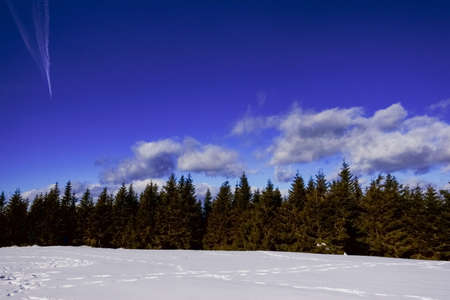snow and green pine trees with blue sky and clouds in the winter