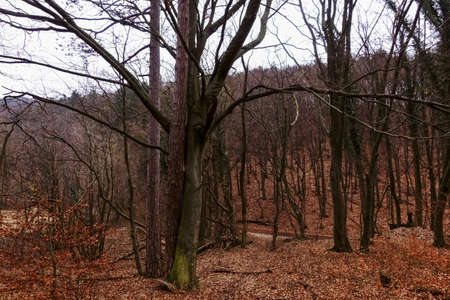 two different trees are hugging in a forest with many leaves while walking in the winter