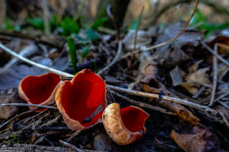 three fresh red scalet cup on the forest floor in the springの写真素材