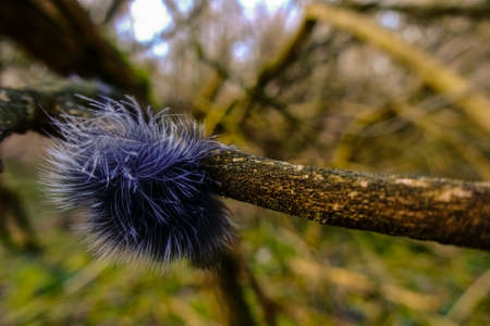 purple feathers on a branch in the forest in the springの写真素材