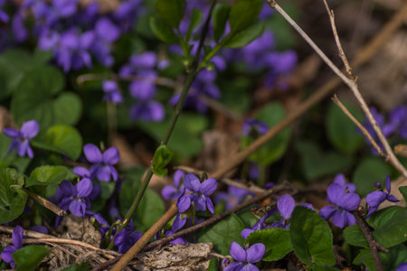 many fresh violet in the forest in the spring