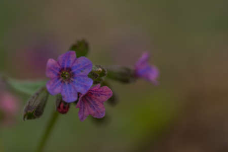 fresh lungwort herbs for tea closeup with green backgroundの写真素材