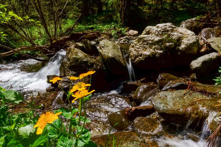 yellow marsh marigold on the shore from a while brook with rocksの写真素材