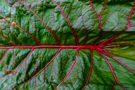 large green leaf with red veins in the nature