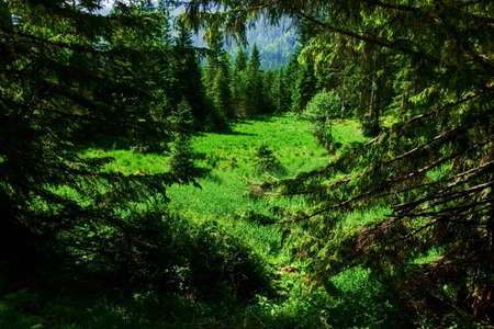 view through trees to a amazing green nature landscape in austria natureの写真素材