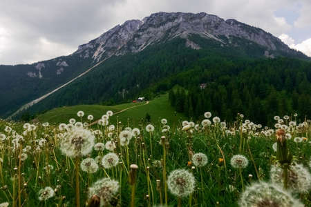 lot of dandelion flowers on a green meadow in a rocky mountain landscape in the summer