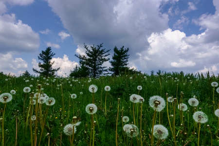 lot of dandelion blossoms on a green meadow with trees and clouds on the sky in the summerの写真素材