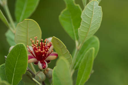 fresh blossom from a apple guava with leaves and green backgroundの写真素材