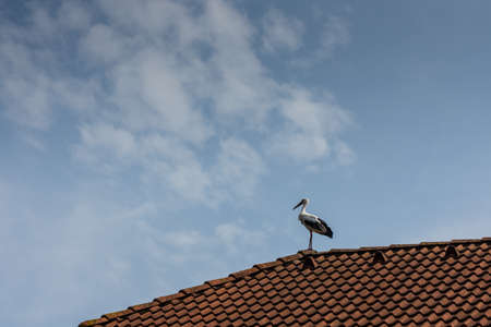 single storck standing on a red roof with white clouds on the sky in the summerの写真素材