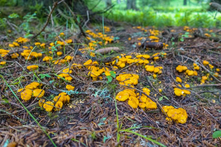 hundred of fresh yellowand tasty chanterelles near a tree in the forestの写真素材