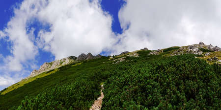 stony hiking path through low pine trees to the summit panorama viewの写真素材