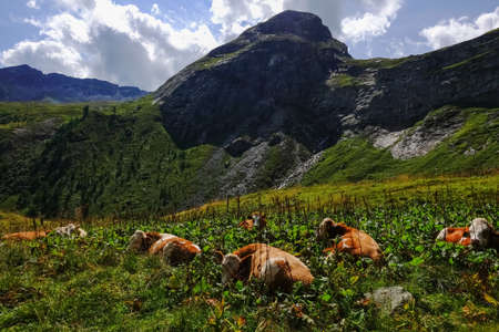 many cows lying in high grass on the top from a mountain in the summerの写真素材