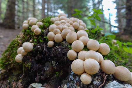 lot of earthball mushrooms on a tree trunk in a forestの写真素材