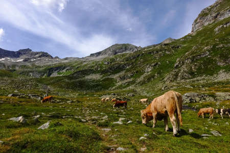 many cows standing on a green meadow with many rocks in the summerの写真素材