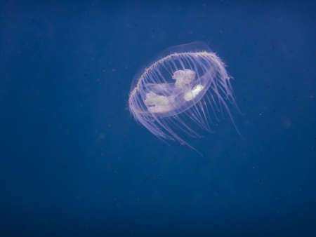 little white freshwater jellyfish in blue water from a lake while divingの写真素材